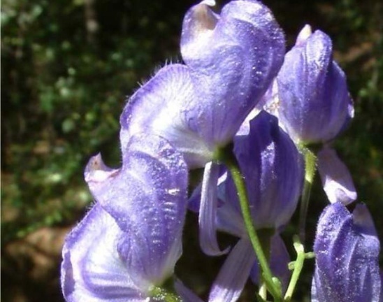 李东|比起曼珠沙华和彼岸花,更显妖艳和危险的2种花,拒绝传说