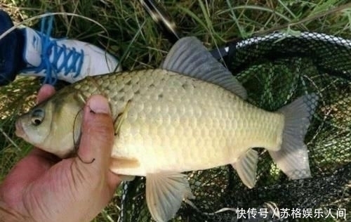 都说顿口中鱼率高,为啥浮漂却出不来顿口怎样才能调出顿口