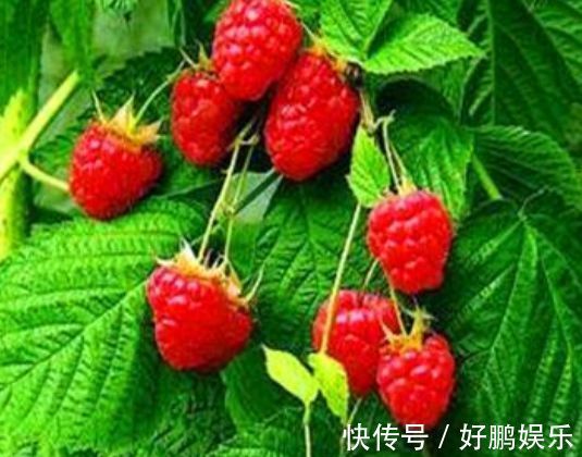 食物|爱美女性不妨多吃3种食物，营养丰富、延缓衰老，早吃早健康！