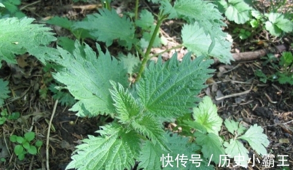 香椿|如果将来只能吃野菜充饥，这6种野菜只能选一种，你会选啥？