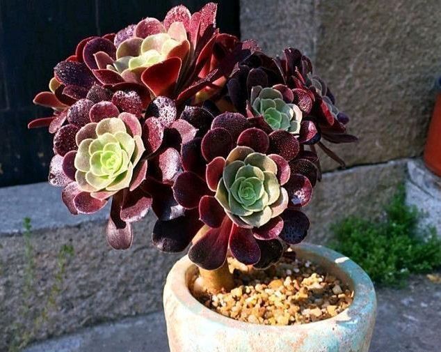 种植多肉植物这样选择植料和花盆，根系生长健壮，多肉长不停