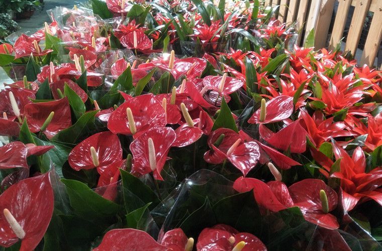  栽培|红掌养护方法，轻松让红掌“花开不断”，一分钟学会