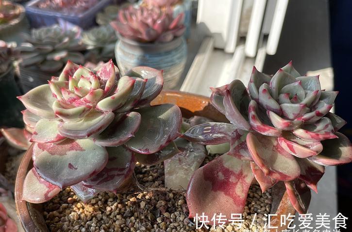 多肉|多肉没收进室内,被冻得嘎嘣脆?别扔,这样处理兴许还能活过来