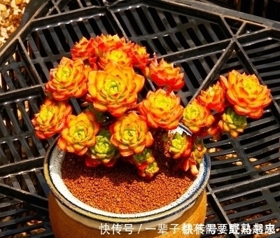 蒂亚|多肉蒂亚穿裙子长得丑?做好这件事,由绿变红,养成小老桩!