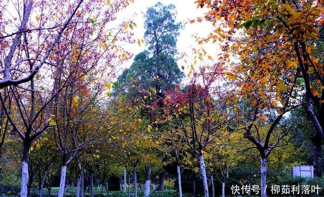 冬日|冬日海棠果!