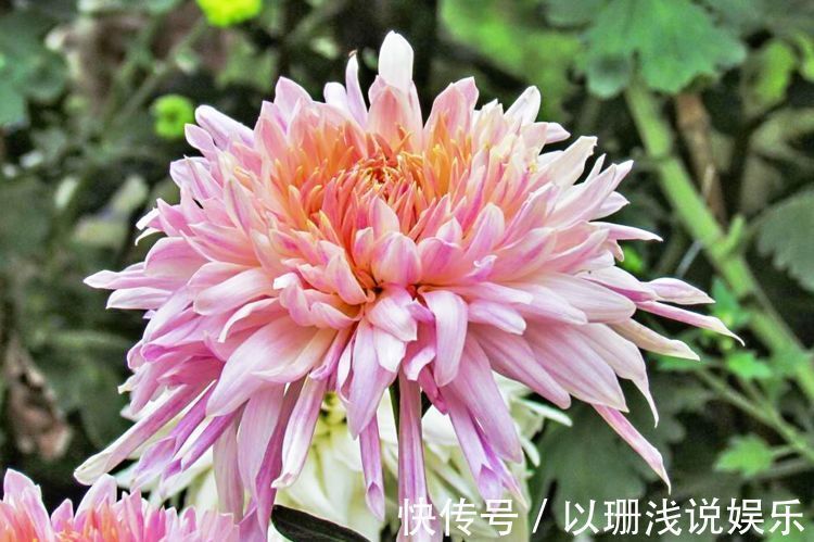 这几朵植物,适合平时养,花开似牡丹,娇而不躁,艳而不媚