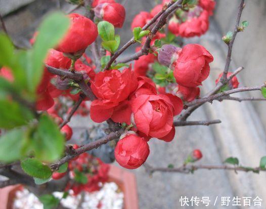 家养此款花卉,花大色艳胜玫瑰,花香四溢飘满屋,美