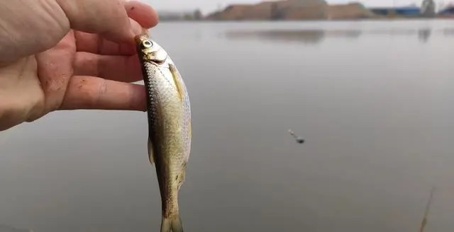 深秋钓鲫鱼，用好这两款饵料和一种调钓方法，渔护装满就半天的事儿，莫不信