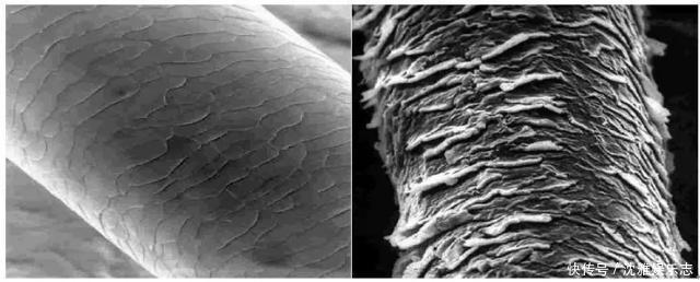 用护发素时多1步,头发吹干也滑得像牛奶,护发精油也不需要了