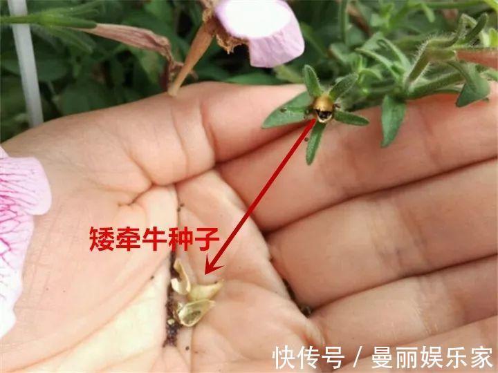 雄蕊|3种花不用“扦插”，花开完等俩月，半年变成“养花大户”！
