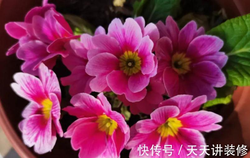 开花期|新人养花很容易上手的报春花，盆栽注意5点，开花又多又美