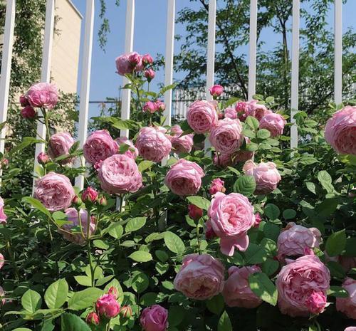 夏洛特|不怕晒的6种月季花,现在养一盆正当时,整个夏天都清香宜人