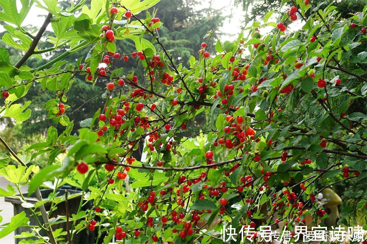 樱桃|农村山里一种“樱桃”,过去地上捡了随便吃,如今20元一斤吃不起