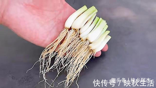 挥发油|扔葱根等于扔钱，葱根原来是个宝，作用这么厉害，太实用了