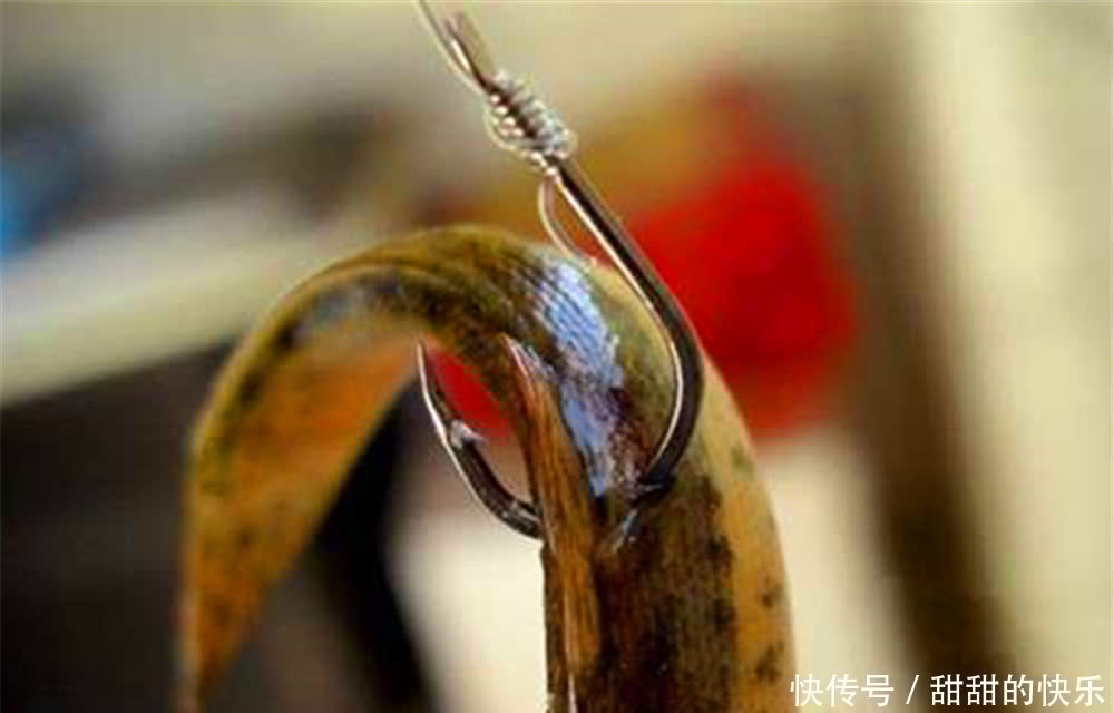 桃花流水鳜鱼肥,春季手竿钓鳜鱼,就用民间这种钓法,简单又好用