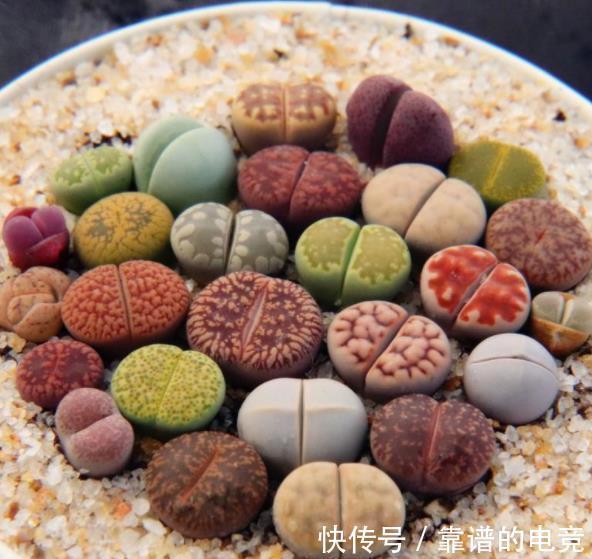 徒长|3款网红多肉,带回家后根本养不好,越来越丑,别被图片忽悠了