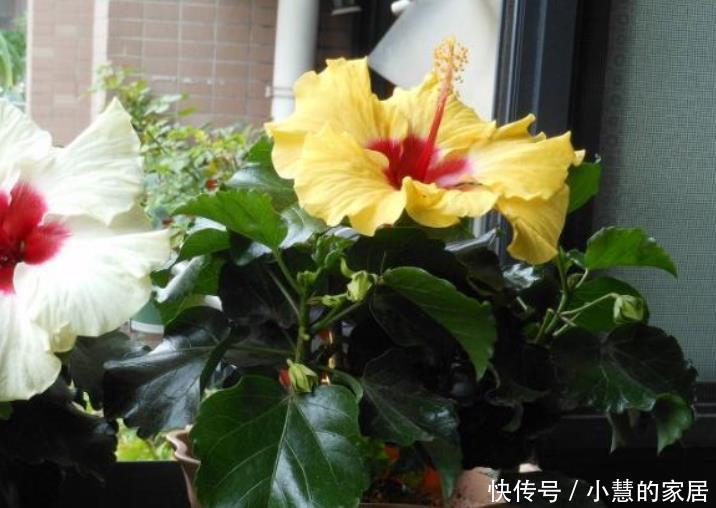 简单|6种四季常开的花,开花量大花香浓郁,养护简单爱开花