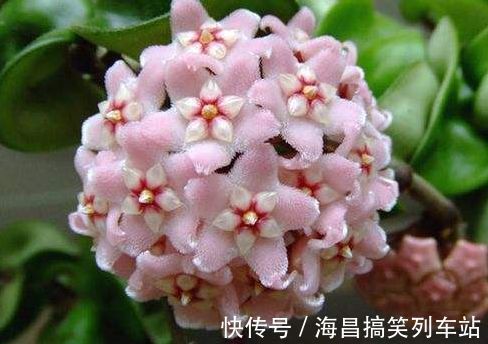 喜欢三角梅,首选此款“珍稀名品”柠檬黄三角梅,花开艳丽多姿!