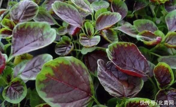 不焯水不能吃的四種菜，很多人不懂，吃了可能危害健康