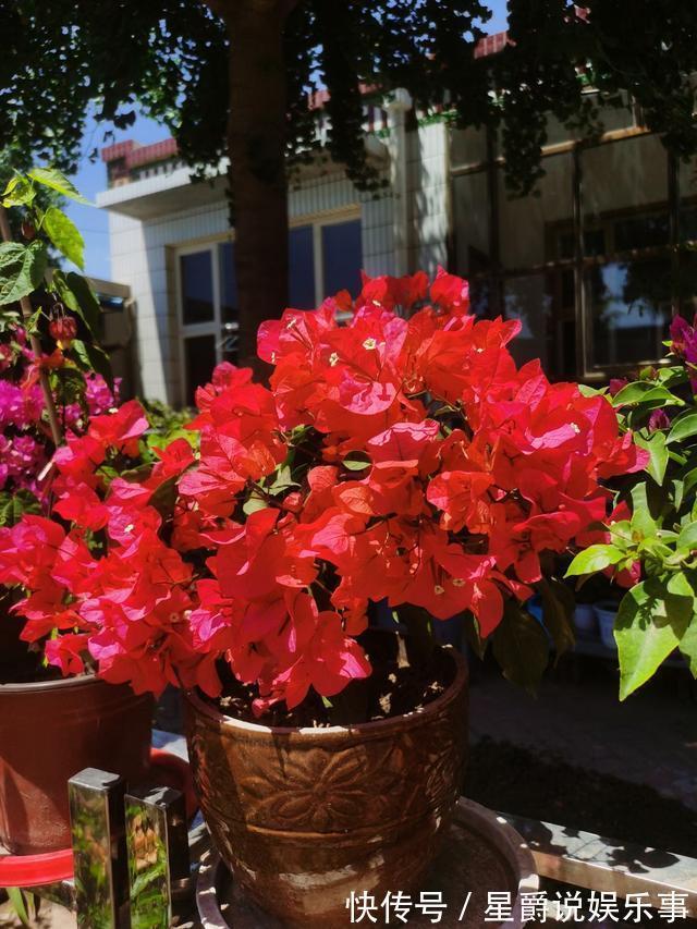 7种大盆栽,冬天正“虚弱”,赶紧断水,多浇一杯水,灌死一大片