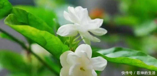 养护|在家养护茉莉花，注意下面几点，花期满枝头全是花