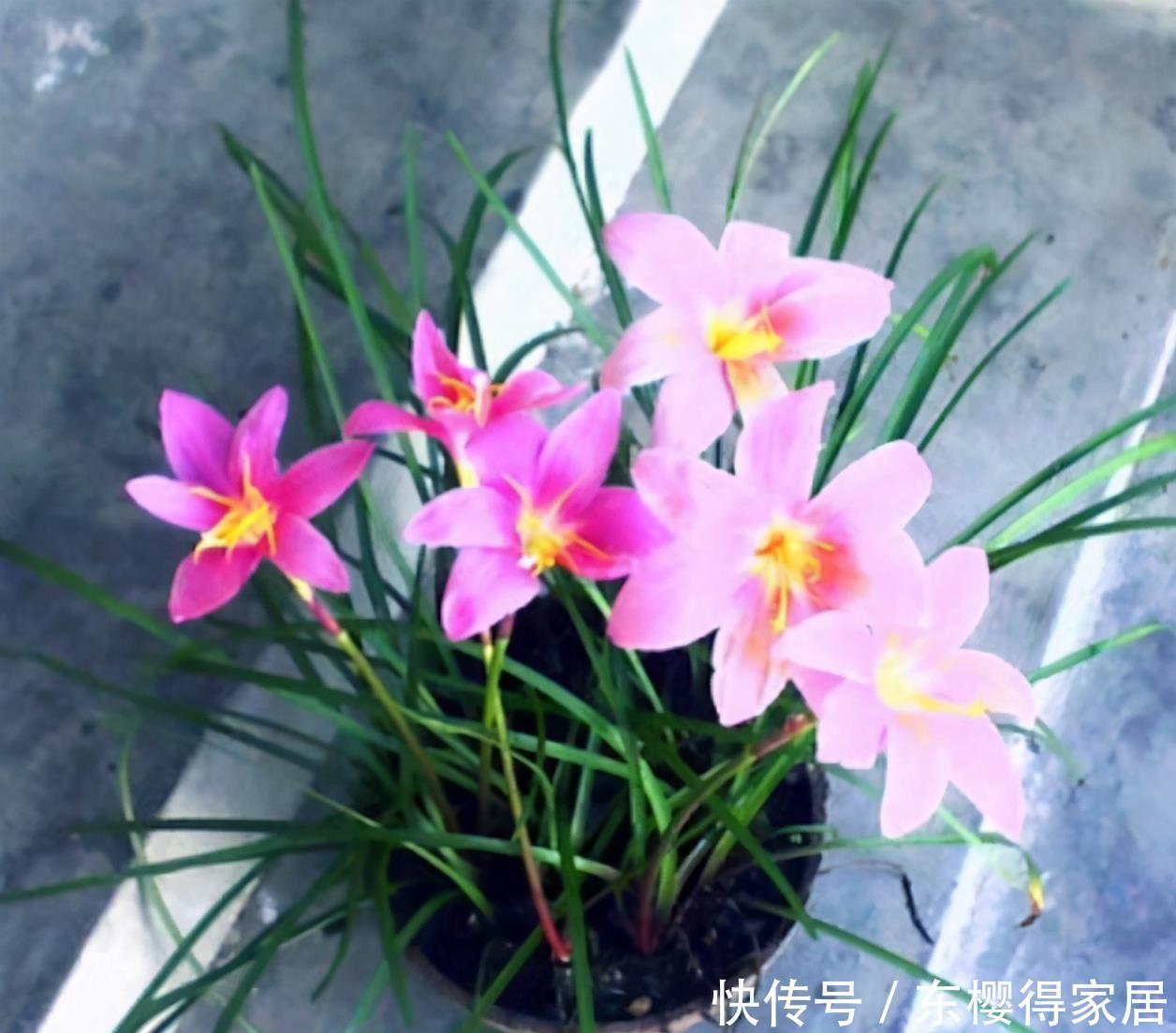 风雨|风雨兰冬季怎么养,可以让它安全过冬?做好这几点还能促进开花