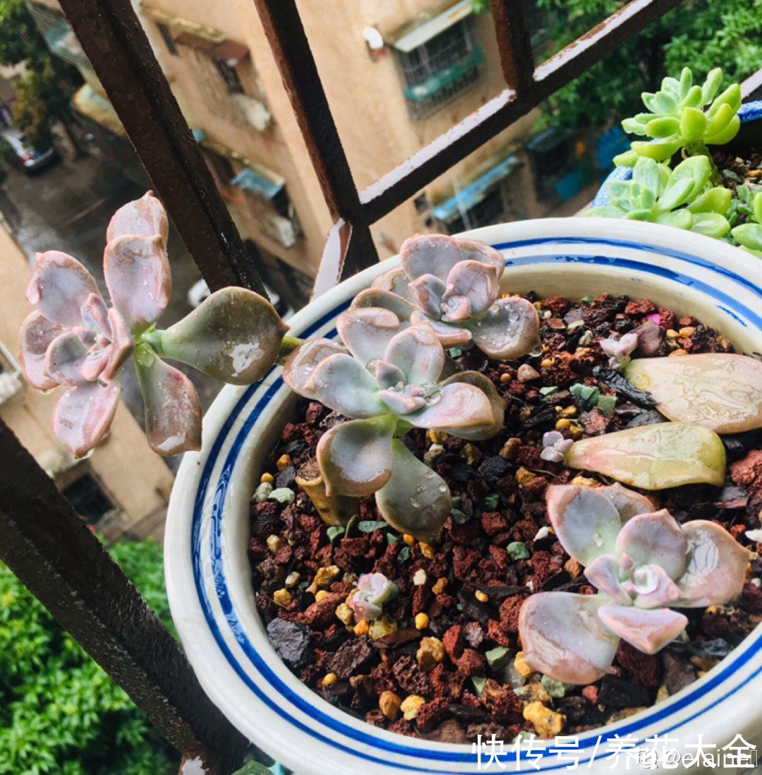 仙人球|9种花最怕下雨天，一淋雨就死，太心疼了
