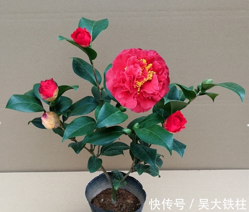 比牡丹还美的花卉,耐寒耐热还好养,一开就是大半年,现正值花期