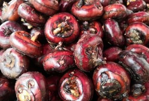 果蝇|6种水果有“寄生虫”,还能给孩子吃吗?医生建议:这些要少吃