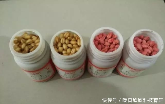 药酒|民间流传的独特钓法:一颗麦子钓一条大鱼