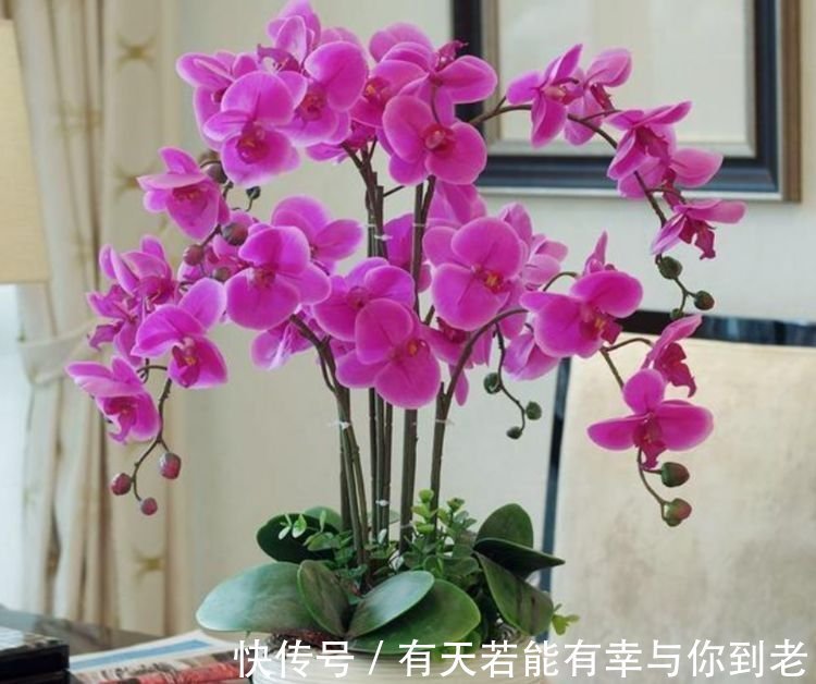 春天养此款花卉,不用操啥心,花色繁多易爆盆,娇艳欲滴