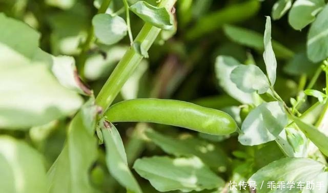 春季“头道鲜”,地道上海宁必吃!春季“头道鲜”,地道上海宁必吃!