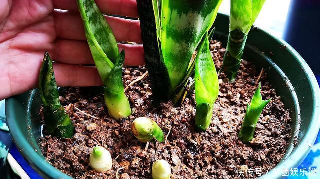 虎皮兰不爱出小芽?从4个方面“喂饱”它,小芽一个接一个