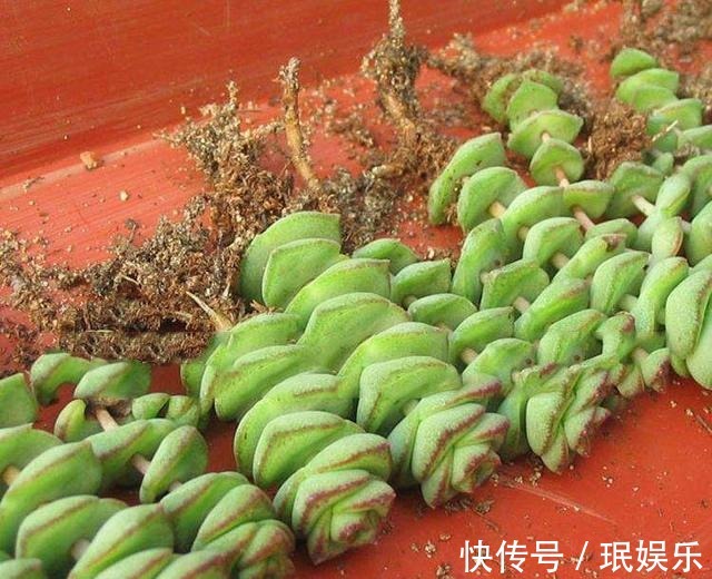服盆|多肉钱串子,换盆有技巧,避开“死亡季”,“小铜钱”越长越多
