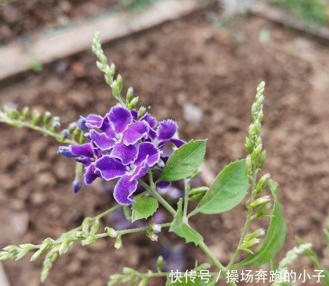 奶香小可爱蕾丝金露，味道迷人，街坊邻居都爱！