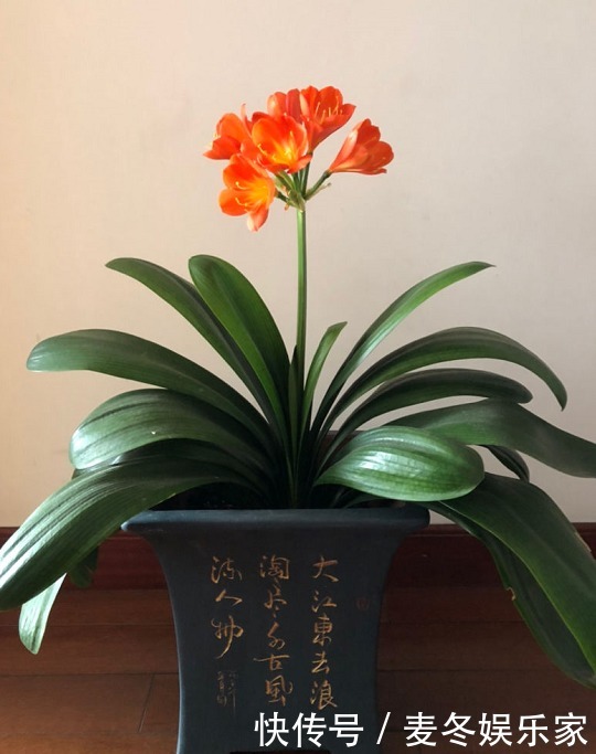 橡皮树|好花都是浇死的，10种常见花，浇水别太勤快！