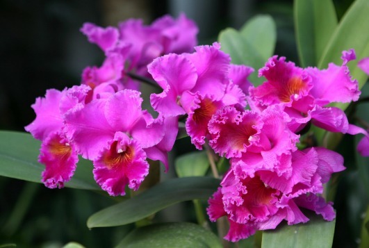 夏天不知道养什么花，这些花朵花大色艳，夏天好养活，花香还浓