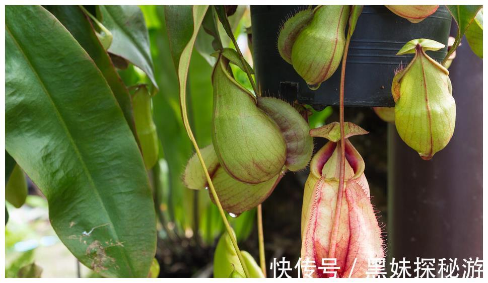 猪笼草|辟谣家养猪笼草可以有效灭蚊,假的小心蚊子越来越多