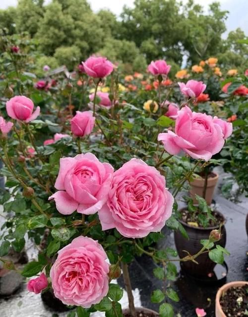 追什么肥能让月季花花瓣增厚？