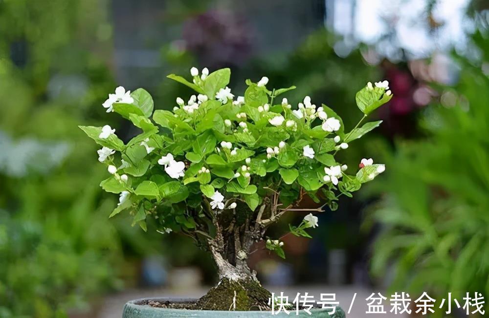 老花匠|老花匠养的茉莉花，夏天做对5件事，年年开满枝，叶绿香味浓