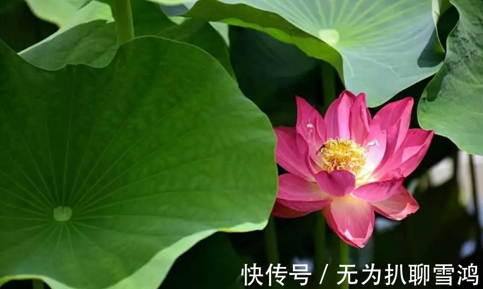 三面观音|游白洋淀赏荷花, 寻找嘎子哥的影子