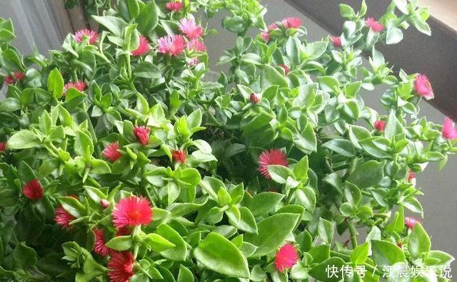 金鱼吊兰|吊兰也能“开红花”,养一盆“嗖嗖”冒花苞,比绿萝漂亮!