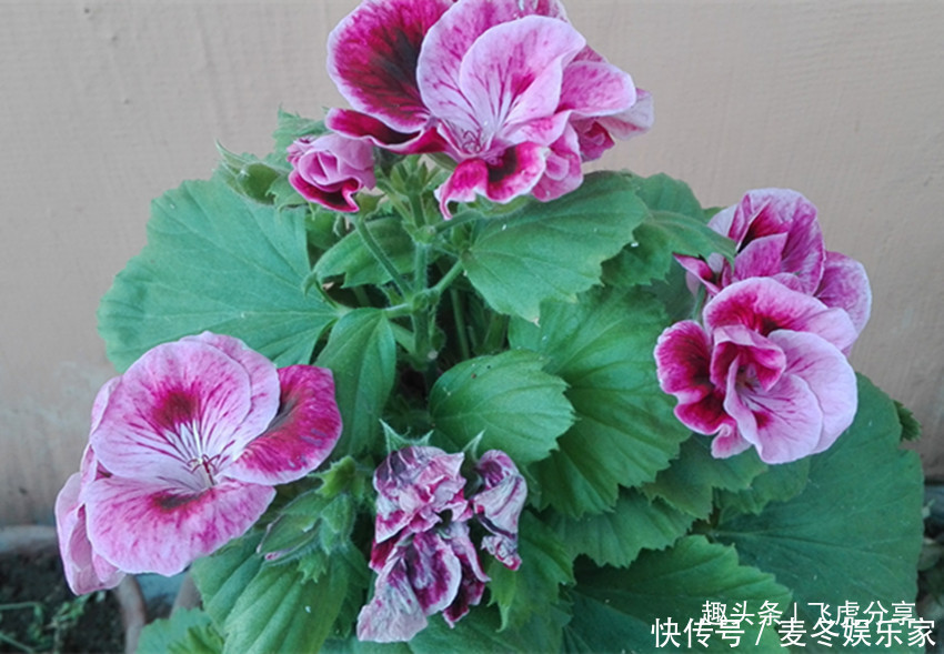 施肥|养花应注意,三种水不能浇,三种肥不能施,不然就会出问题