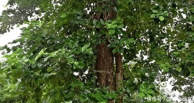 它稀少珍贵,且堪比“黄金”,农村见到,请您保护