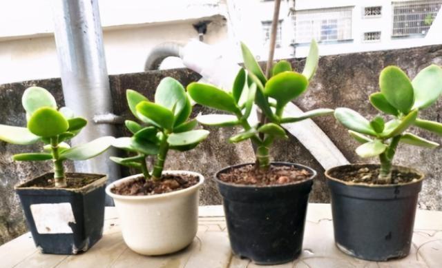 冬天也可以扦插玉树,成活率高,生根特别快,很快就能繁殖一大片