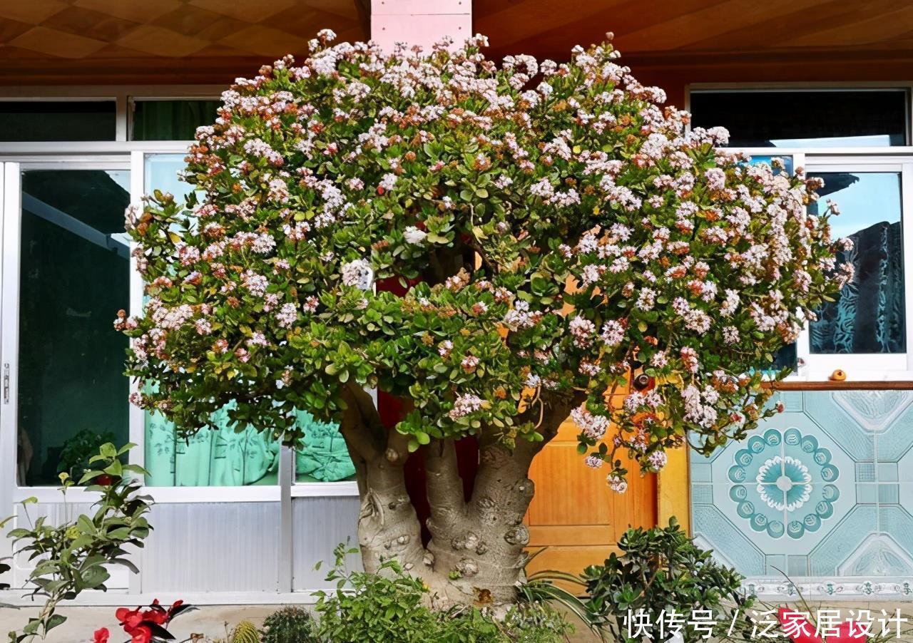 玉树太难看?干脆利落剪几刀,玉树临风的老桩子,能活几十年