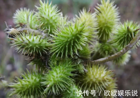 祛风|李时珍称它为风湿克星,祛风止痛,老寒腿关节炎都被“赶跑”