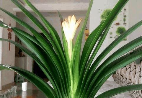 土培君子兰|土培君子兰,盆里丢个“它”,疏松透气不烂根,蹭蹭的窜花箭