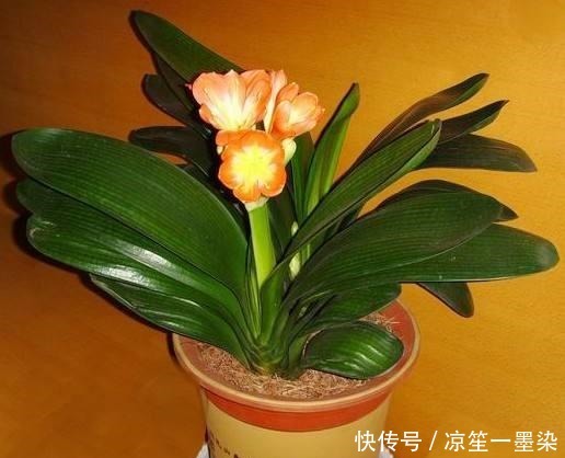 花卉|新手养君子兰“老乱放”要是摆到这“4处”，1个月后等着来收盆！