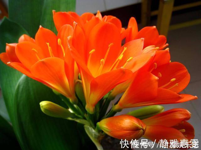 浇水|君子兰是“懒汉”，要懒养，不黄叶不烂根，年年开花多，美呆了